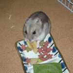 バナナチップにかじりついているコーキ