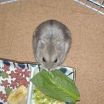 小松菜に食いついているコーキ