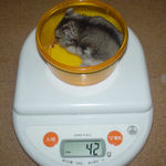 先週から少し体重が増えました