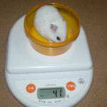 アイは少し体重減少