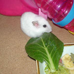 小松菜を食べるアイ