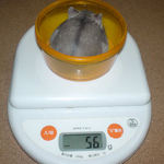 少し体重が増えました