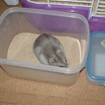 砂浴びした後のコーキ