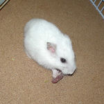 乾燥イチゴに食いついているアイ