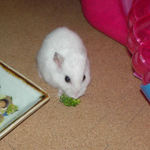 ブロッコリーに食いつくアイ