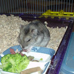 乾燥イチゴに食いついているユウキ