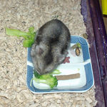 ブロッコリーを食べるユウキ