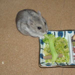 ブロッコリーに食いついているコーキ