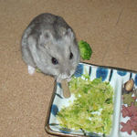 ミートジャー気を食べるコーキ