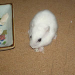 蒸鶏ささみを食べるアイ