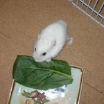 小松菜を食べるアイ