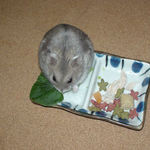 小松菜を食べるコーキ