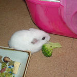 ブロッコリーを食べるアイ