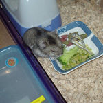 ブロッコリーを食べるユウキ