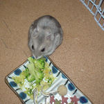 ブロッコリーに食いつくコーキ