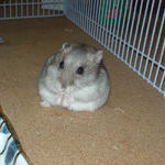 煮干を食べるコーキ