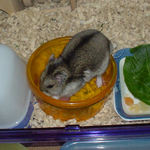 エサ入れに入るユウキ