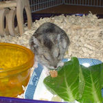 小松菜を食べるユウキ