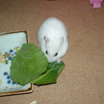 小松菜を食べるアイ