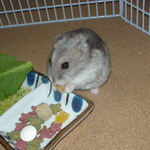 乾燥パパイヤを食べるコーキ