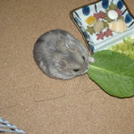 小松菜を食べるコーキ