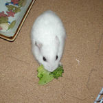 ブロッコリーを食べるアイ