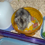 エサ入れにはいってるユウキ