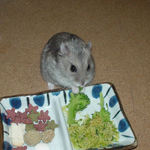 ブロッコリーを食べうコーキ