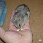 コメコメポップを吸い込むコーキ