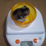 ユウキは少し体重減少です。