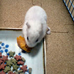 カボチャを食べるアイ