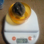 コーキは体重減少