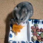 かぼちゃに食いつくコーキ