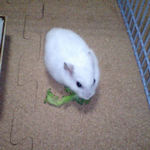 ブロッコリーを食べるアイ