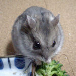 煮干を食べているコーキ