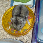 エサ入れに突っ込んでいるユウキ