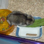 青梗菜に食いつくユウキ