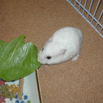 青梗菜を食べるアイ