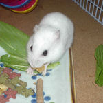 乾燥パパイヤを食べるアイ