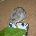 ミートジャーキーを食べるコーキ