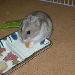 乾燥パパイヤを食べるコーキ