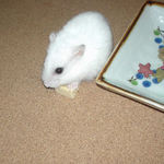 高野豆腐を食べるアイ