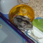 エサ皿を捜索中