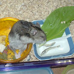 青梗菜を食べるユウキ