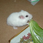 青梗菜を食べるアイ