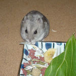 煮干を食べるコーキ