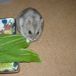 青梗菜を食べるコーキ