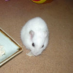 蒸鶏ささみを食べるアイ