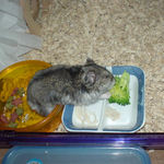 ブロッコリーを食べるユウキ