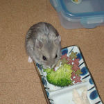 ブロッコリーを食べるコーキ